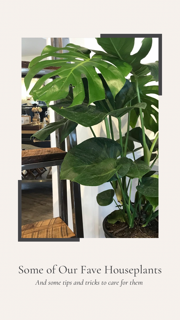 Some of our Favourite Plants